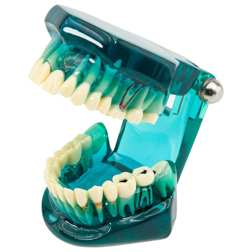 Демонстрационная модель Revyline ТМ-105 "Зубы", цветная